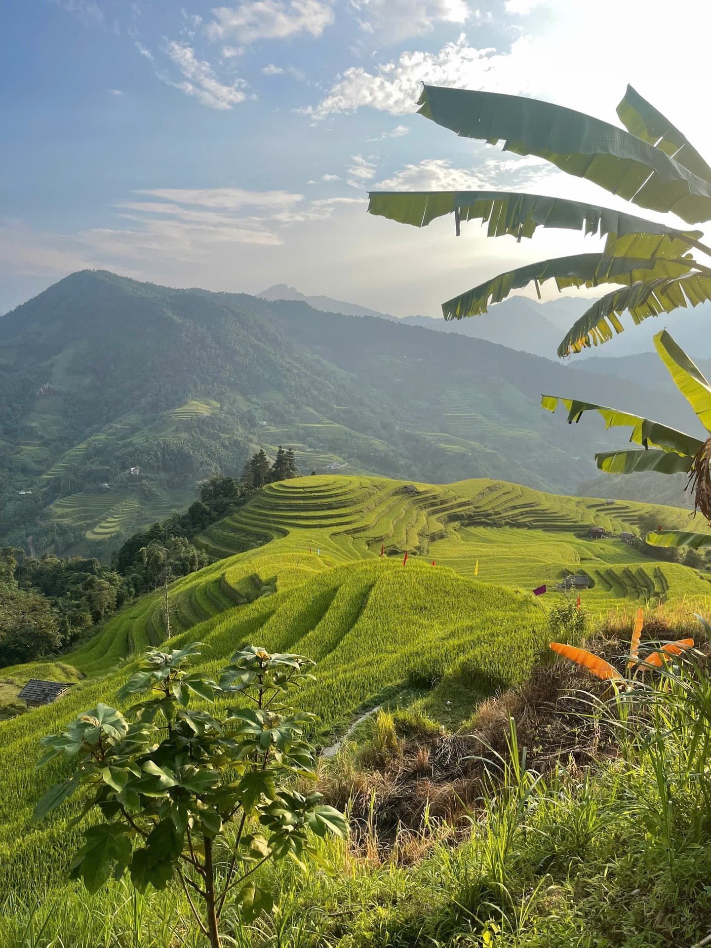 Rice terraces along the Ha Giang Loop